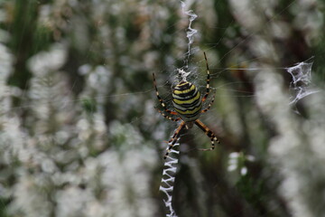 Wasp spider (Argiope bruennichi) on web. Black and yellow stripe. Large, colorful spider
