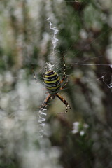 Wasp spider (Argiope bruennichi) on web. Black and yellow stripe. Large, colorful spider
