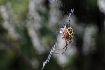 Wasp spider (Argiope bruennichi) on web. Black and yellow stripe. Large, colorful spider
