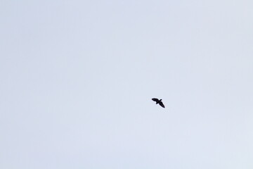 Black silhouette of big bird or eagle flying on blue sky background. Bird silhouette background concept
