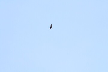 Black silhouette of big bird or eagle flying on blue sky background. Bird silhouette background concept
