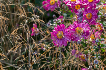 Japan Herbstanemone "Anemone hupehensis" Pamina in Kombination mit filigranen Gräsern