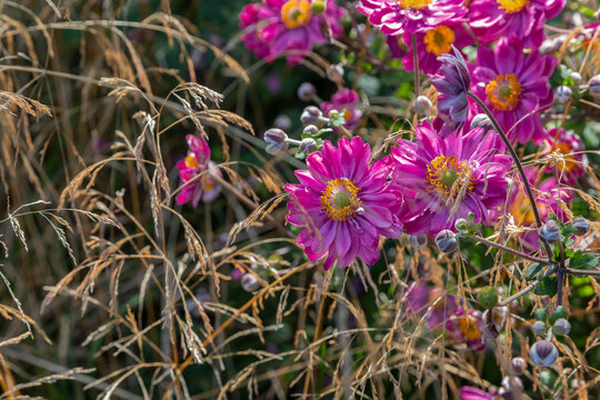 Japan Herbstanemone "Anemone hupehensis" Pamina in Kombination mit filigranen Gr&auml;sern