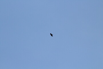 Black silhouette of big bird or eagle flying on blue sky background. Bird silhouette background concept
