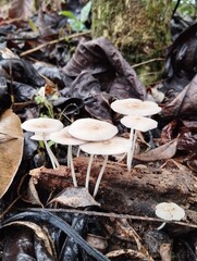 mushrooms in the forest