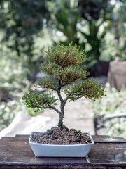 Phyllodium pulchellum in ceramic pots used to create bonsai.