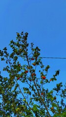Cermai tree with sky background