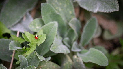 Single Asian lady beetle, Harmonia axiridis sitting on a green leaf, invasive insect.