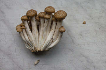 Grzybki shimeji © Miroslaw