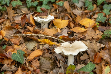 Mushrooms in the autumn forest