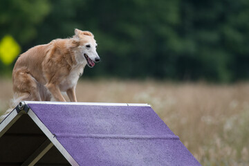 Windsprite (Whippet_Long Haired) dog climbing the A frame obstacle at an agility competition