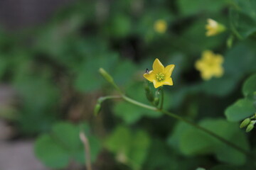 Yellow flowers of wood ragwort plant, Senecio ovatus growing in a forest. Beautiful floral background
