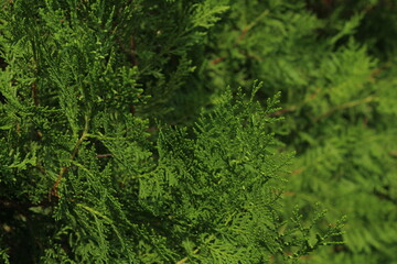 Closeup fresh green christmas leaves, branches of thuja trees on green background. Thuya twig occidentalis, evergreen coniferous tree. Chinese thuja. Conifer cedar thuja leaf green texture

