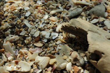 Small rocks and shells texture background 