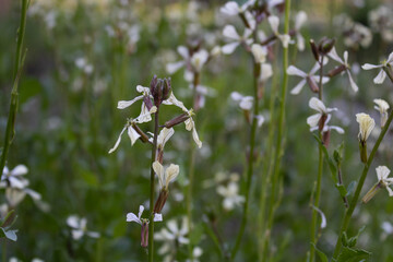 white flower of the arugula