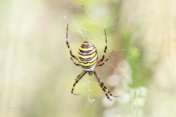 Wasp spider (Argiope bruennichi) on web. Black and yellow stripe. Large, colorful spider
