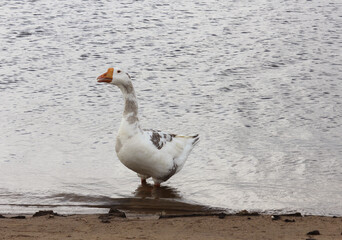 Wild Goose on Rainy Day at Lake Tyler in Rural East Texas