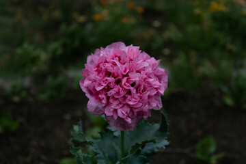 giant double pink poppy