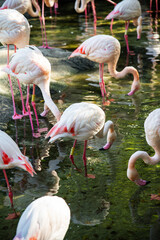 Pink flamingos in the wild 