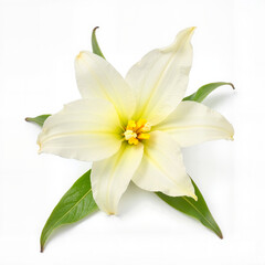 White lily flower with green leaves, purity and elegance, Al Generation	
