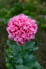 giant double pink poppy