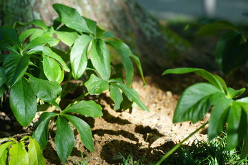 Fototapeta premium 岐阜県の公園の自然の風景