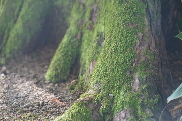 岐阜県の公園の自然の風景