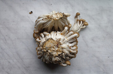 Grzybki shimeji © Miroslaw