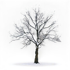 tree in snow