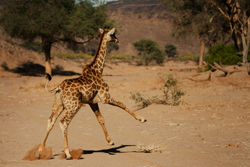 Rennende Giraffe