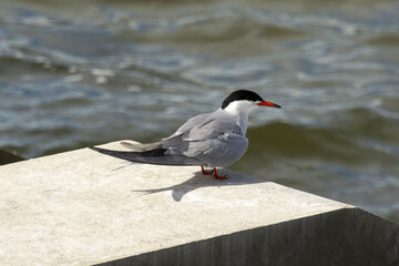 The common tern (Sterna hirundo)