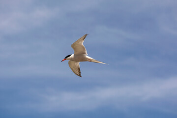 The common tern (Sterna hirundo)