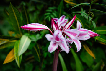 Fototapeta premium Fresh crinum flowers covered in dew