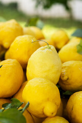 Yellow lumpy lemon with a nipple on top close-up