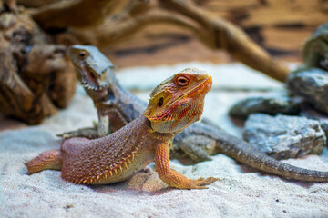 lizard on a rock