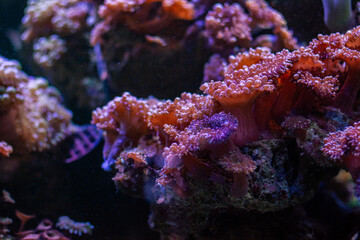 coral reef