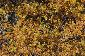 Beautiful autumn colored yellow oak leaves texture background 