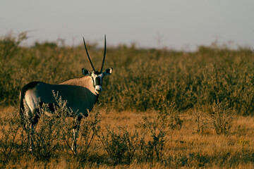 Oryx in Namibia