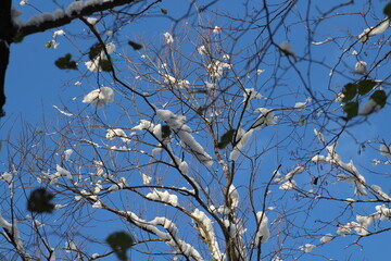 Beautiful tree branches with snow on a blue sky background. Forest in a winter with snow. Snow covered forest. Winter 2024. Snowy trees winter Christmas background