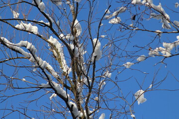 Beautiful tree branches with snow on a blue sky background. Forest in a winter with snow. Snow covered forest. Winter 2024. Snowy trees winter Christmas background
