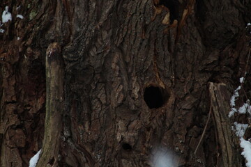 Woodpecker hole in a tree 