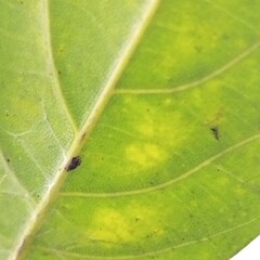 Tropical banana leaf texture in morning sunlight
