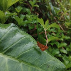 Butterflies land on taro leaves