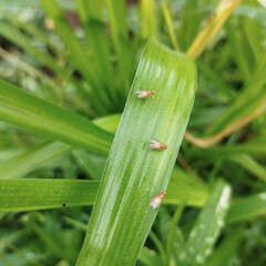 portrait of 3 fruit flies on a green leaf
