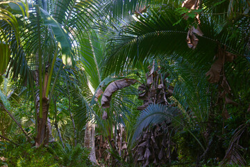 Naklejka premium Deep in the jungle. A view of a dense thicket of plants deep in a tropical rainforest.