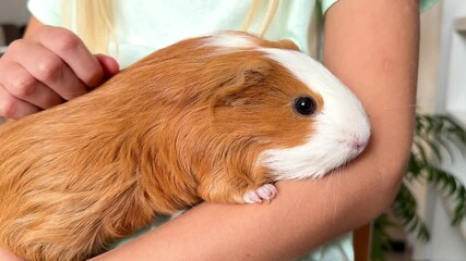 A child strokes his guinea pig. High quality HD footage