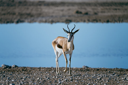 Springbock