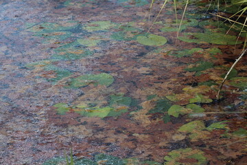 Autumn colored leaves on a water surface background. Orange autumn leaves frozen on a lake. Colorful leaves under the ice background