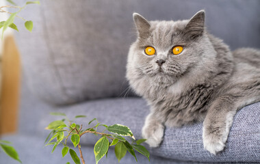 Cute british shorthair cat on grey background