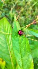 ladybugs perched on green leaves